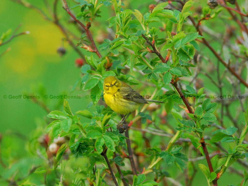 PRAW-AR-Prairie-Warbler