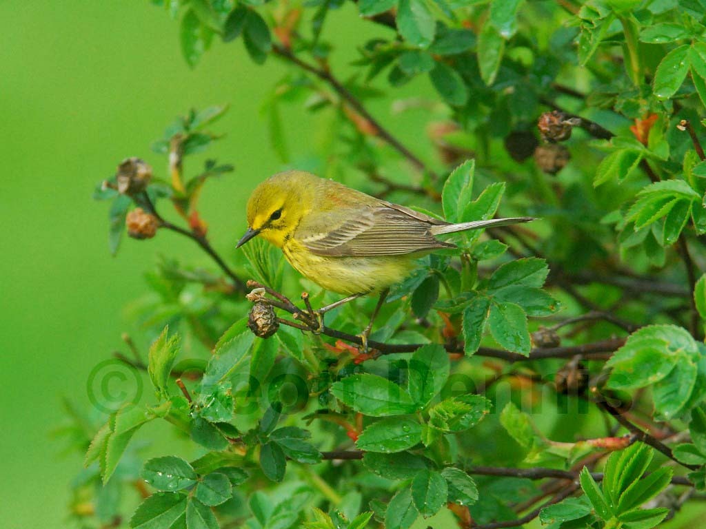 PRAW-AS-Prairie-Warbler