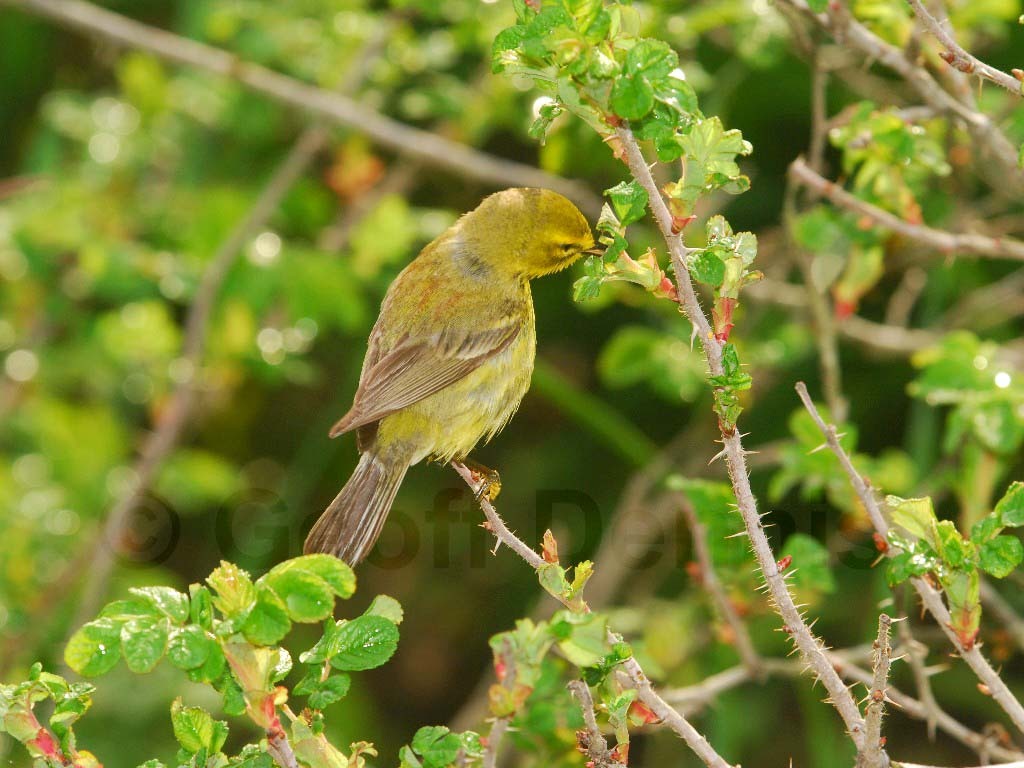 PRAW-AT-Prairie-Warbler
