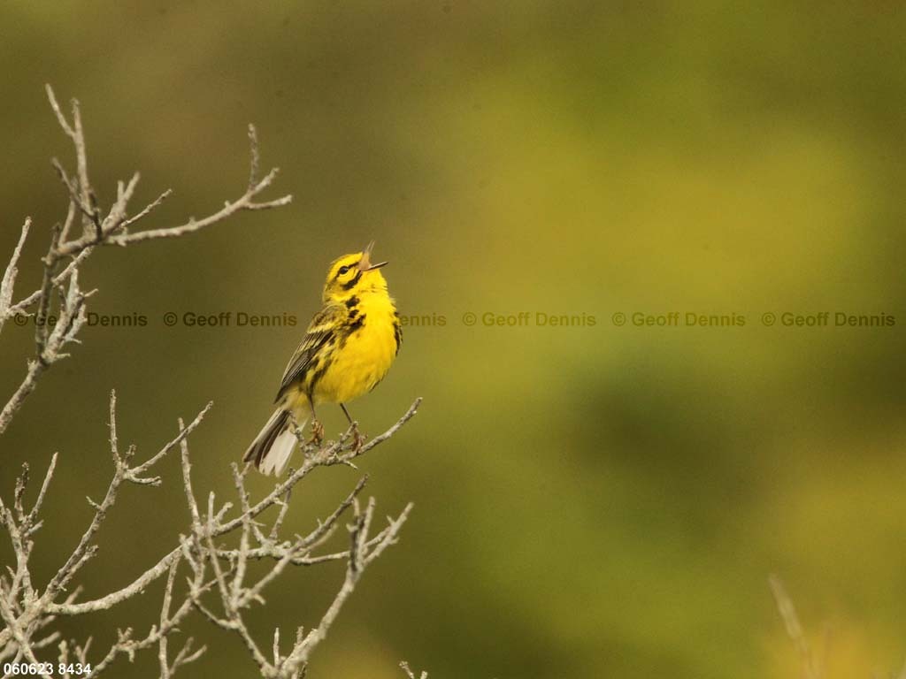 PRAW-AU_Prairie-Warbler