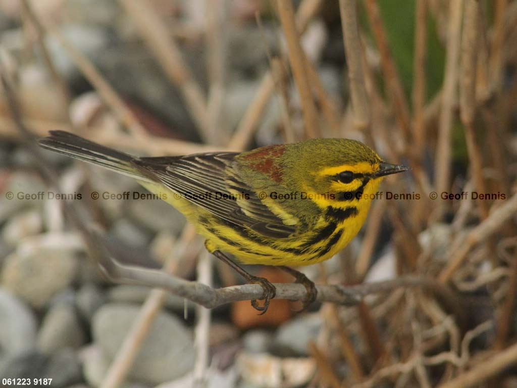 PRAW-AV_Prairie-Warbler