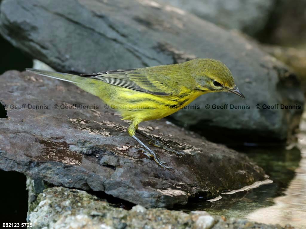 PRAW-AW_Prairie-Warbler
