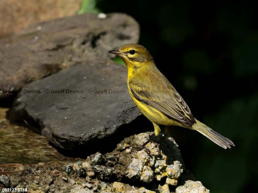 PRAW-AX_Prairie-Warbler