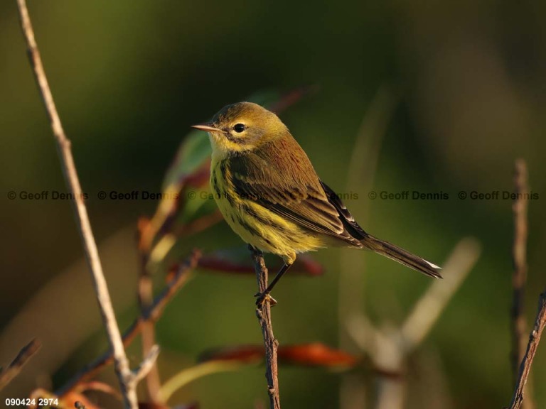 PRAW-AZ_Prairie-Warbler