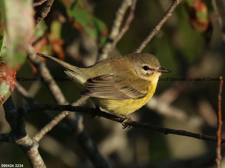 PRAW-BA_Prairie-Warbler