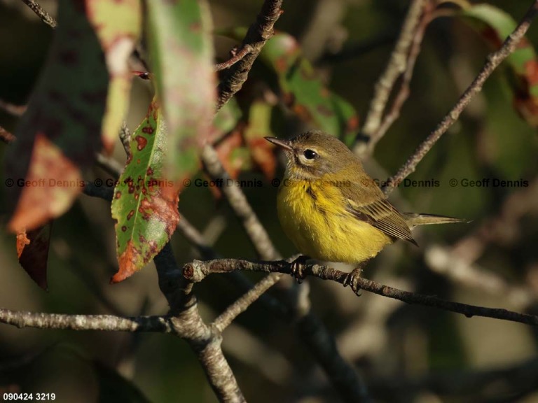 PRAW-BB_Prairie-Warbler