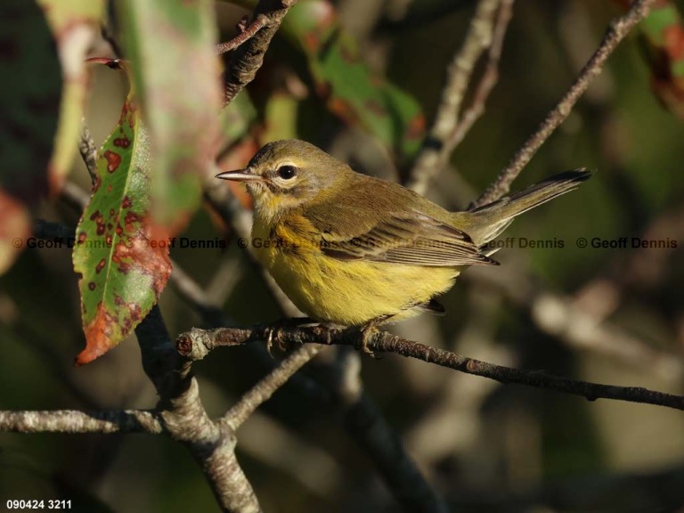 PRAW-BC_Prairie-Warbler