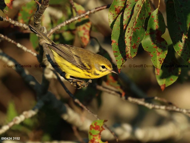 PRAW-BD_Prairie-Warbler