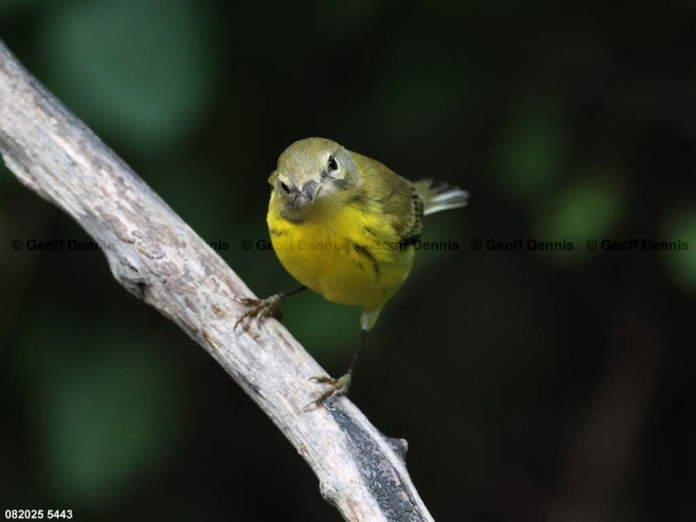 PRAW-BE_Prairie-Warbler