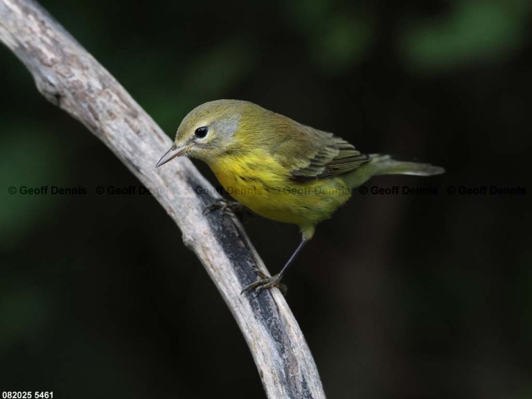 PRAW-BF_Prairie-Warbler