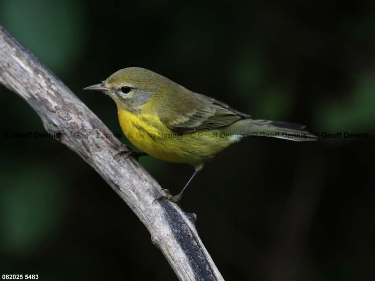 PRAW-BG_Prairie-Warbler