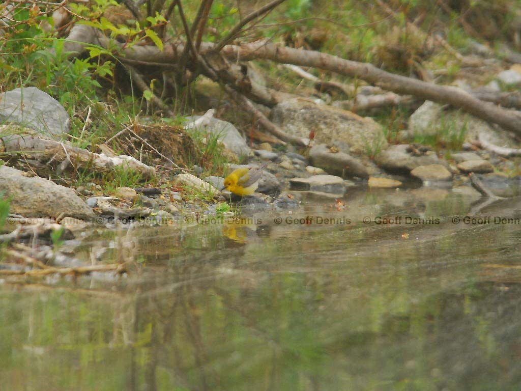 PROW-AA_Prothonotary-Warbler