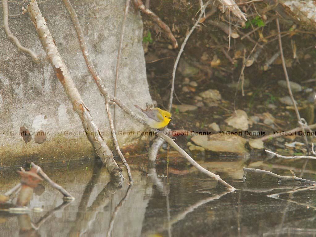 PROW-AB_Prothonotary-Warbler