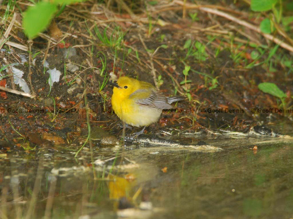 PROW-AC_Prothonotary-Warbler