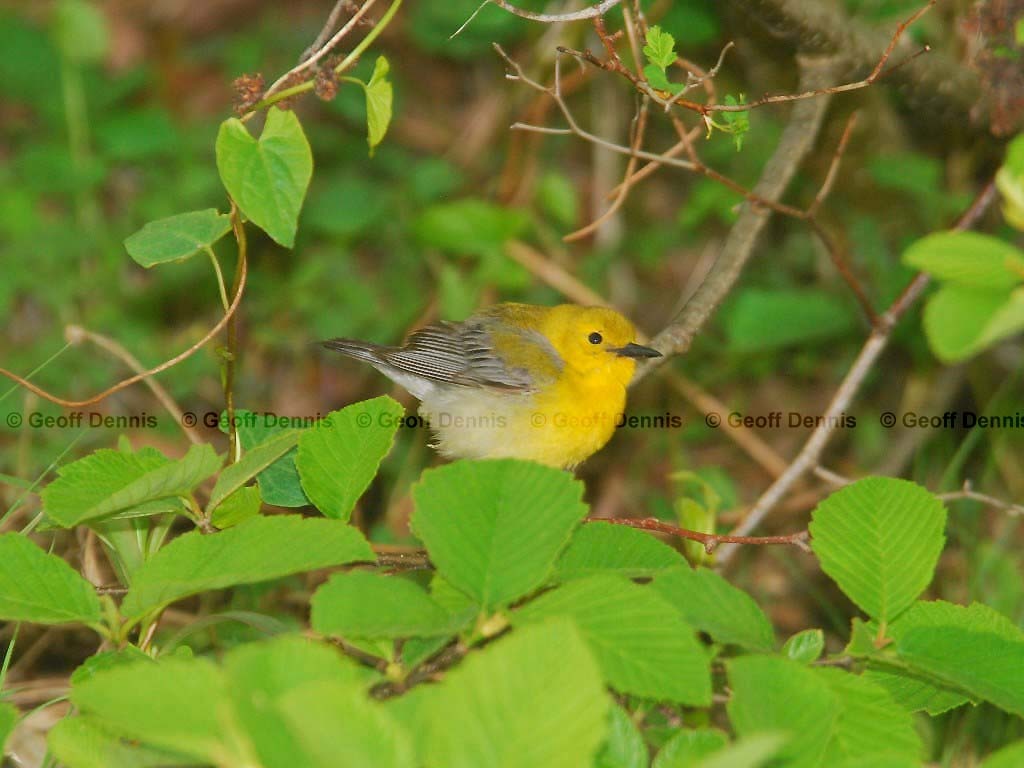 PROW-AD_Prothonotary-Warbler