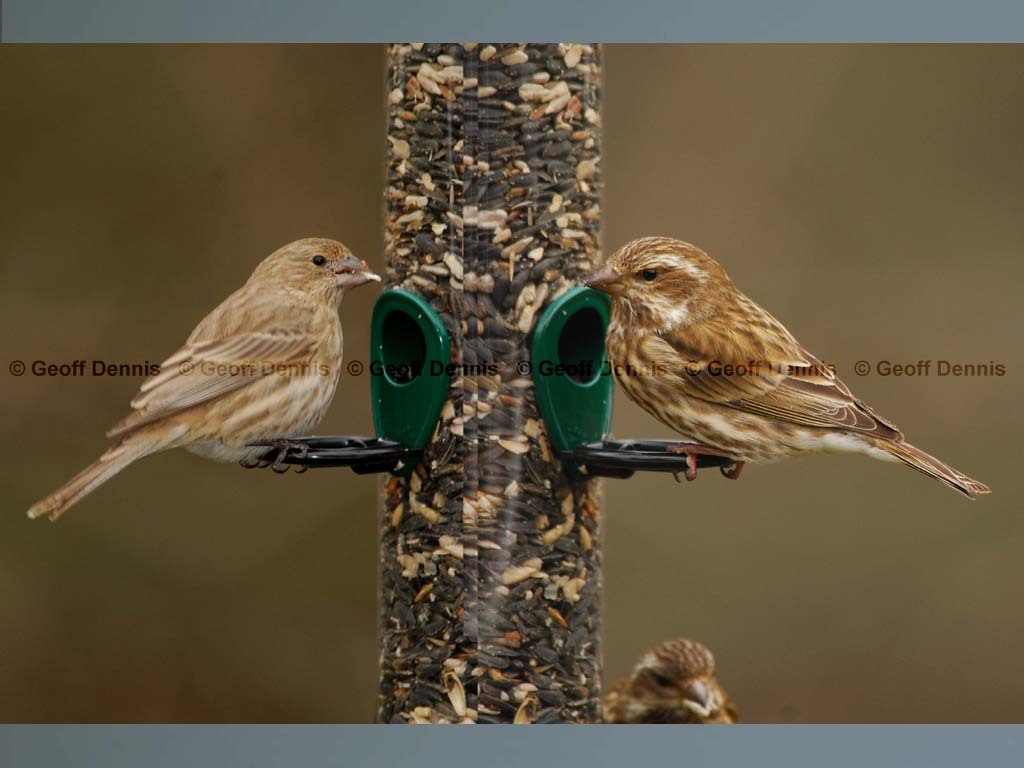 PUFI-BS_Purple-Finch