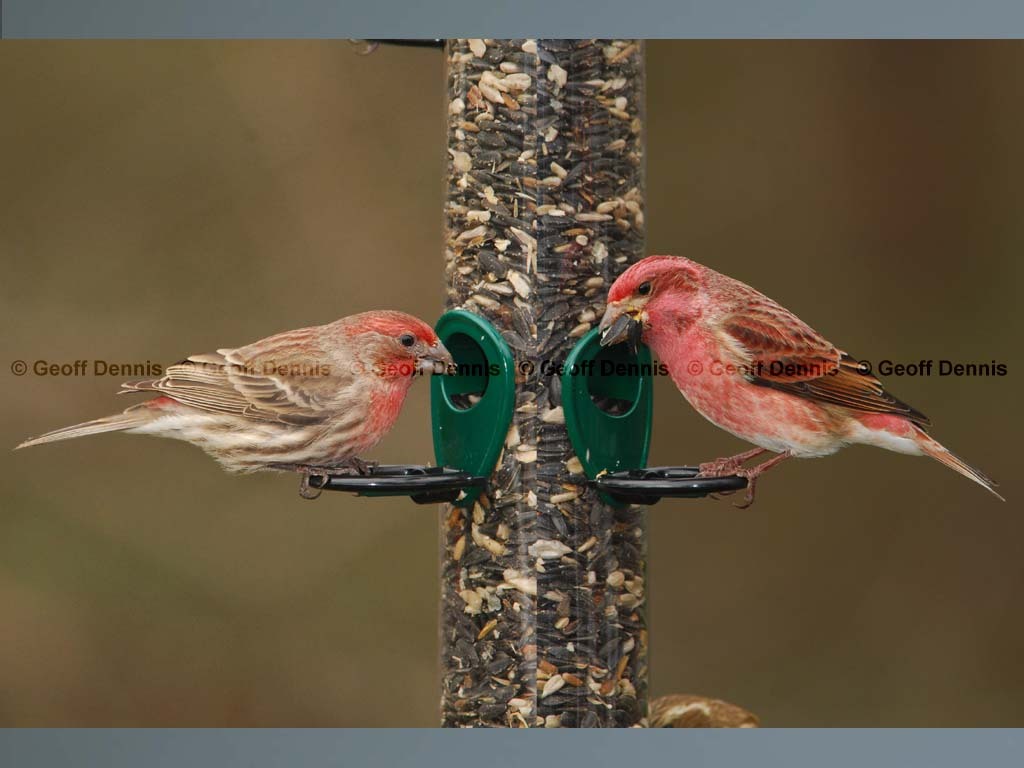 PUFI-BT_Purple-Finch