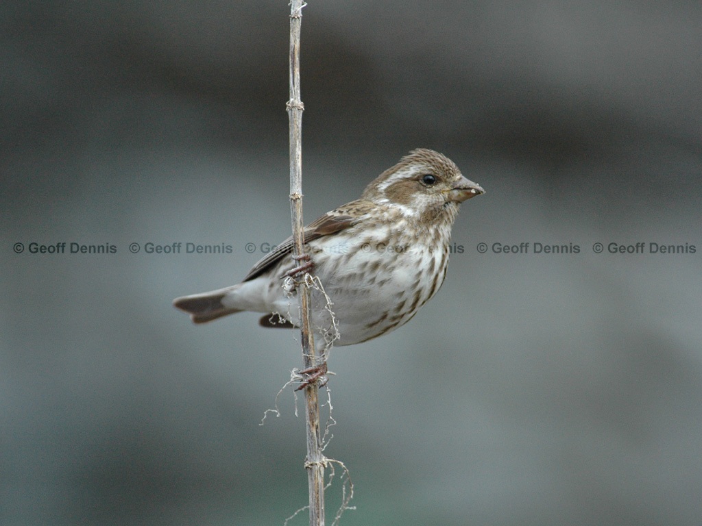 PUFI-BU_Purple-Finch