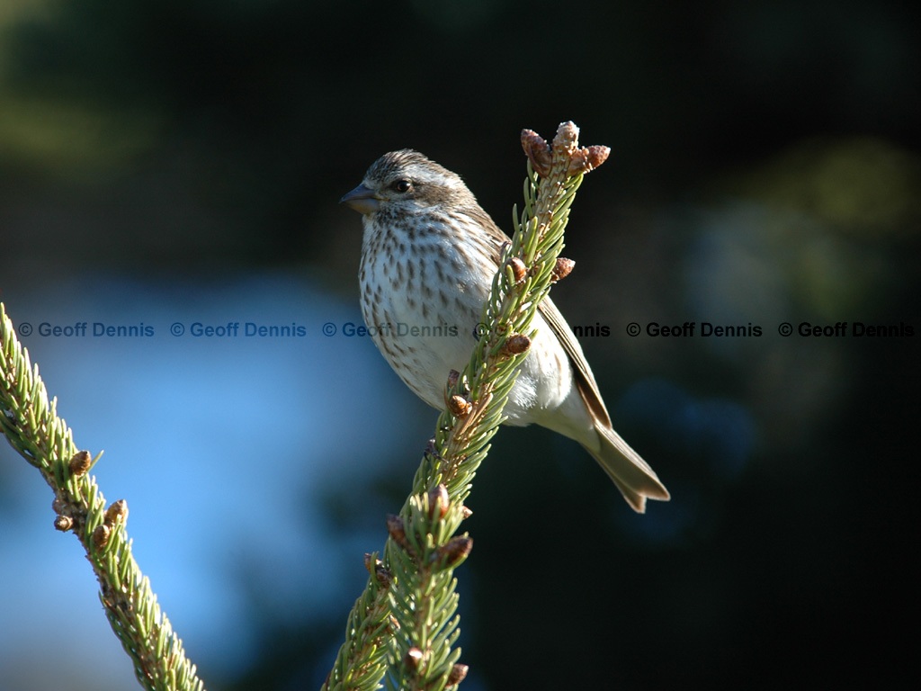 PUFI-BV_Purple-Finch