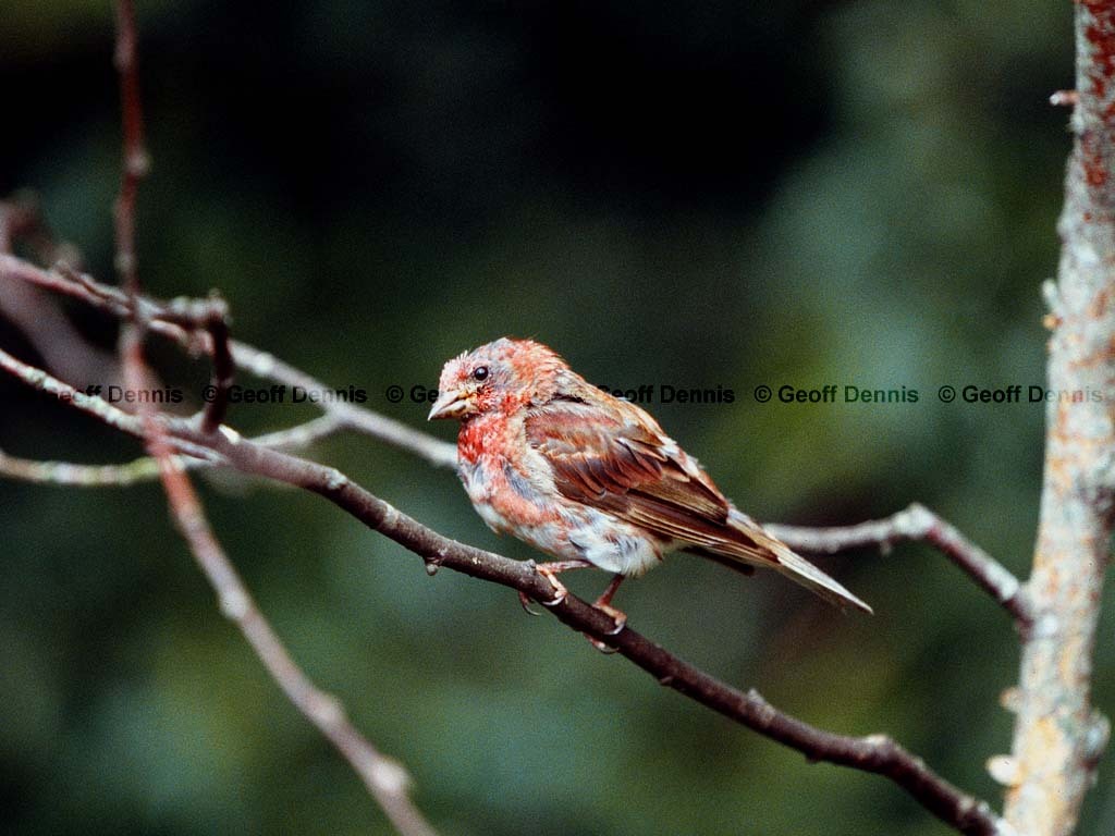 PUFI-BW_Purple-Finch