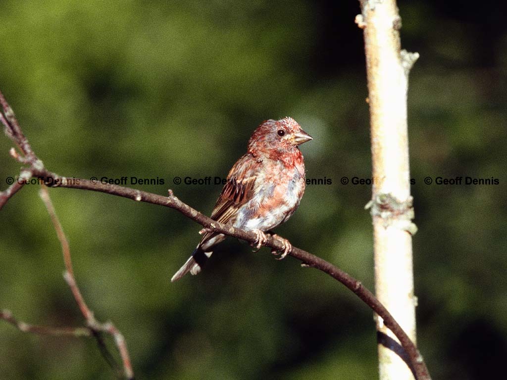 PUFI-BX_Purple-Finch