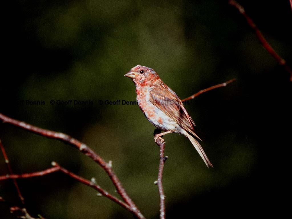 PUFI-BY_Purple-Finch