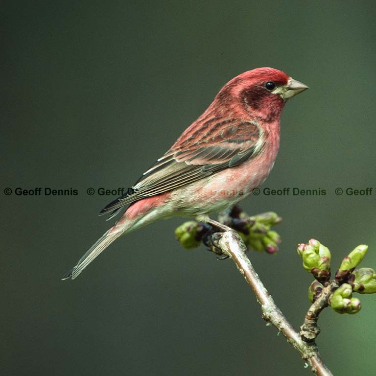 PUFI-BZ_Purple-Finch