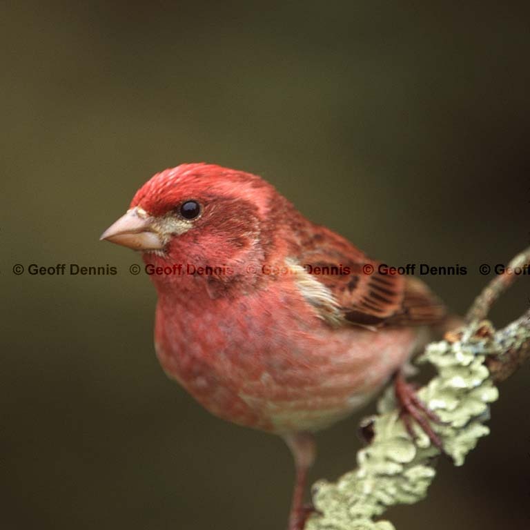 PUFI-CA_Purple-Finch