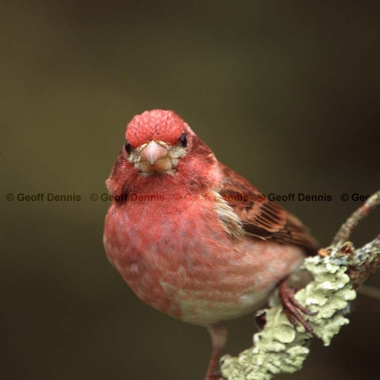 PUFI-CB_Purple-Finch