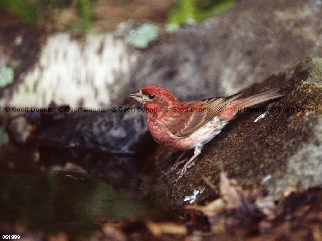 PUFI-CC_Purple-Finch