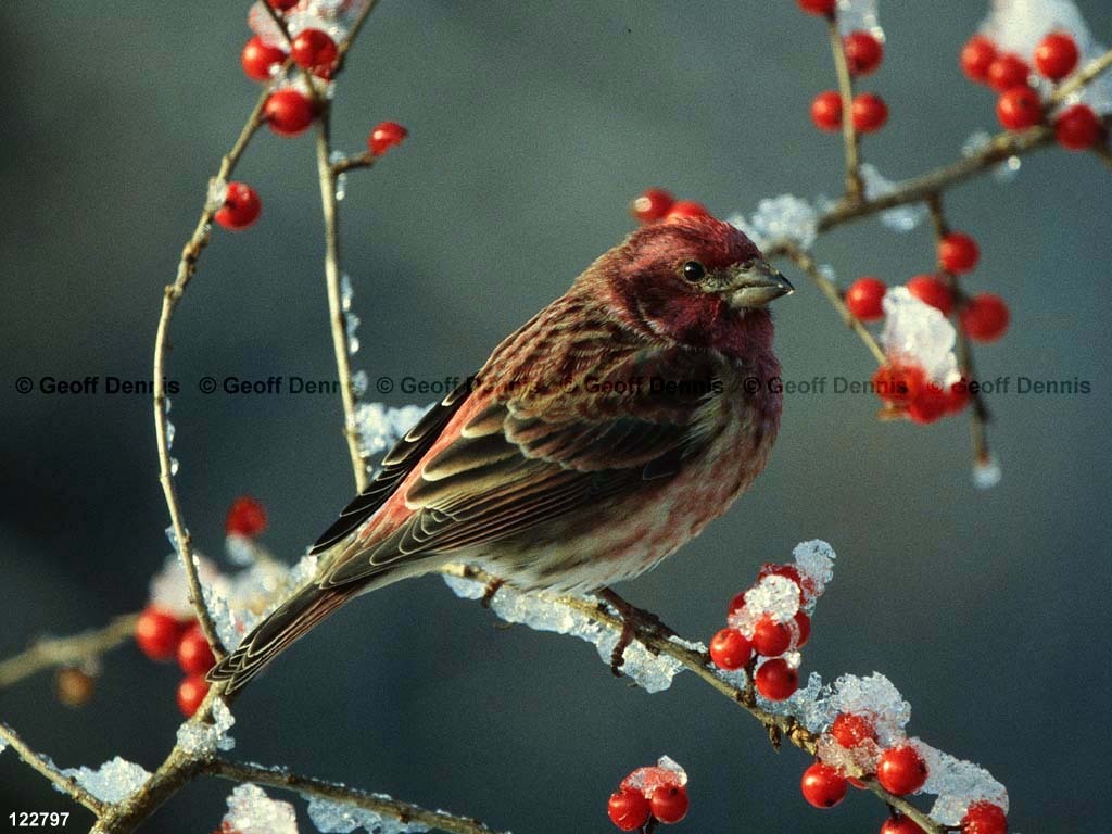 PUFI-CD_Purple-Finch