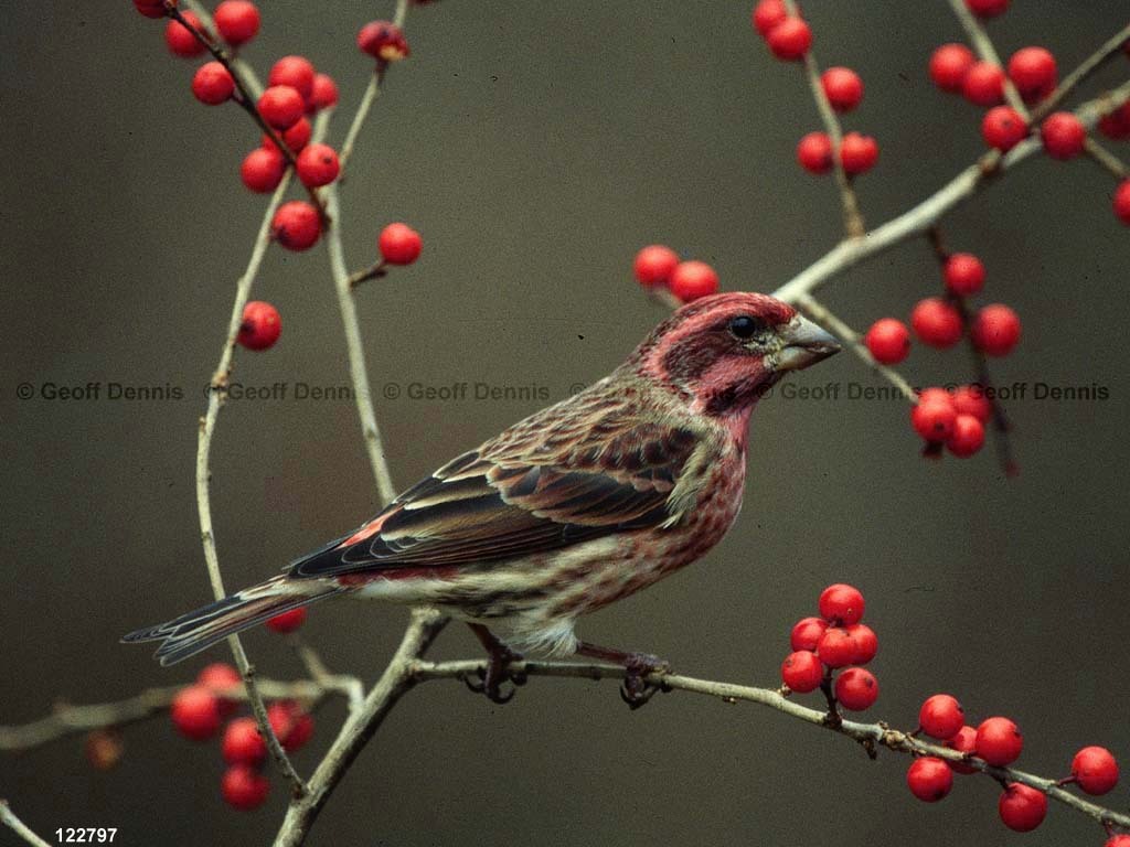 PUFI-CE_Purple-Finch