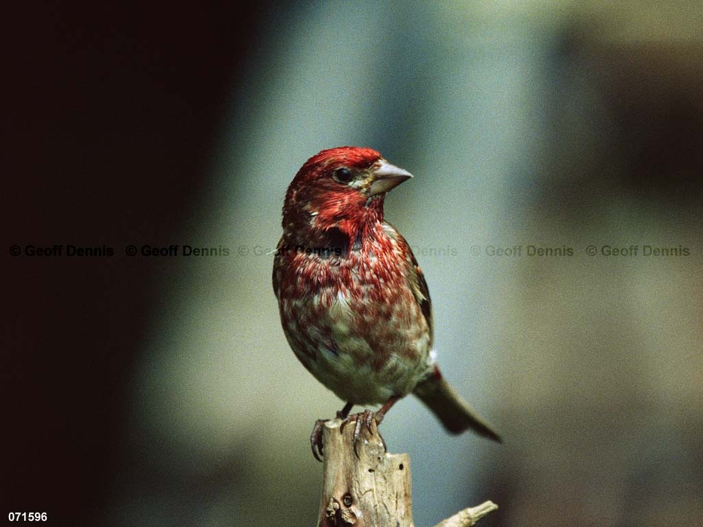 PUFI-CF_Purple-Finch