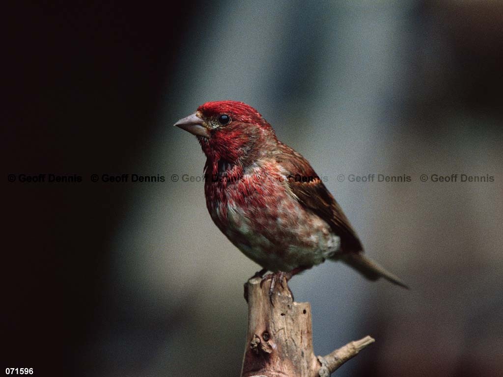 PUFI-CG_Purple-Finch