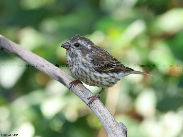 PUFI-CH_Purple-Finch