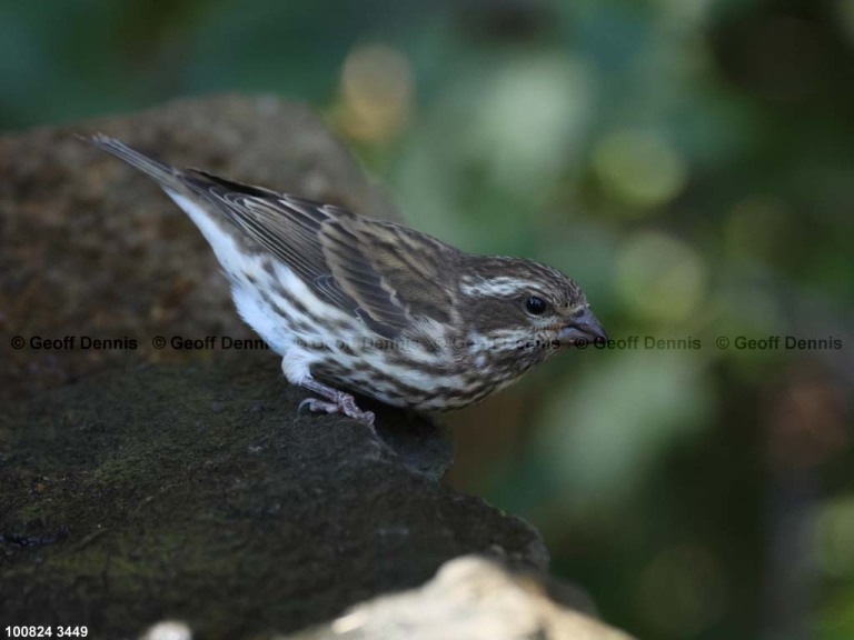 PUFI-CI_Purple-Finch