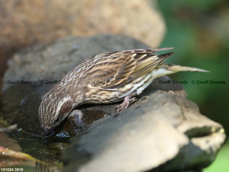 PUFI-CK_Purple-Finch