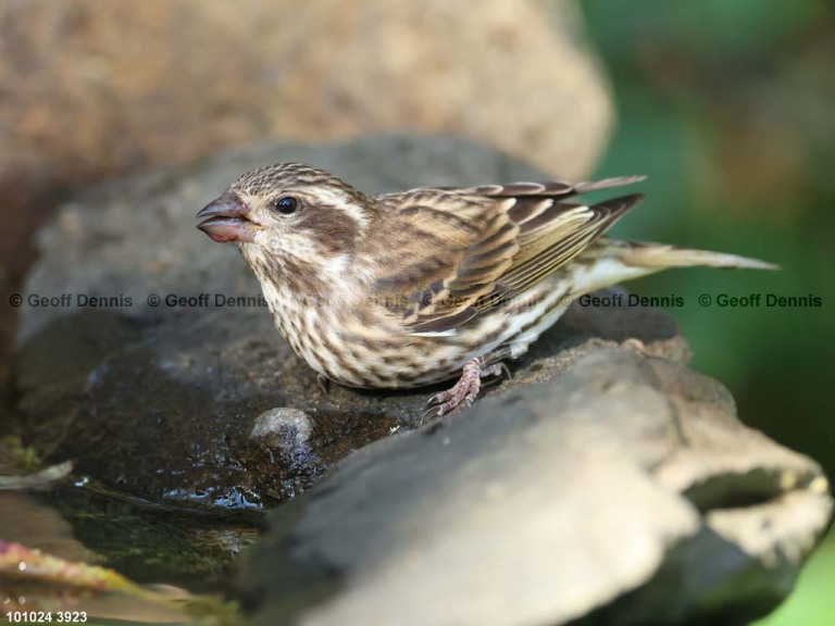 PUFI-CL_Purple-Finch