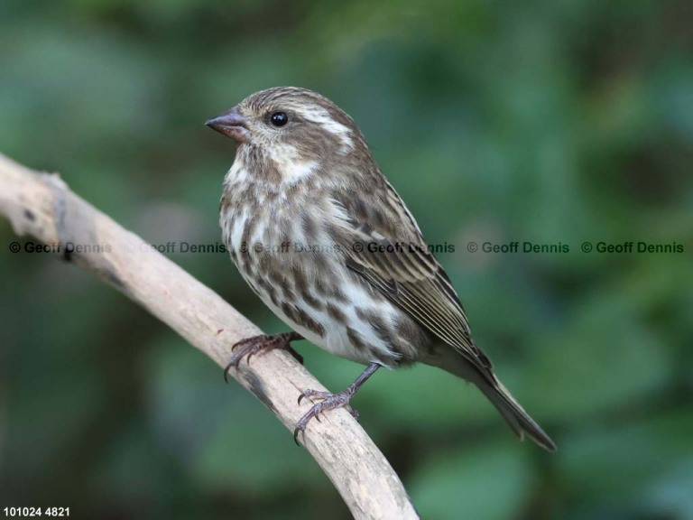 PUFI-CM_Purple-Finch