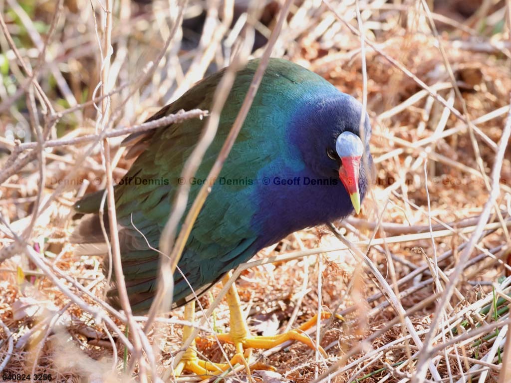PUGA-AC_Purple-Gallinule