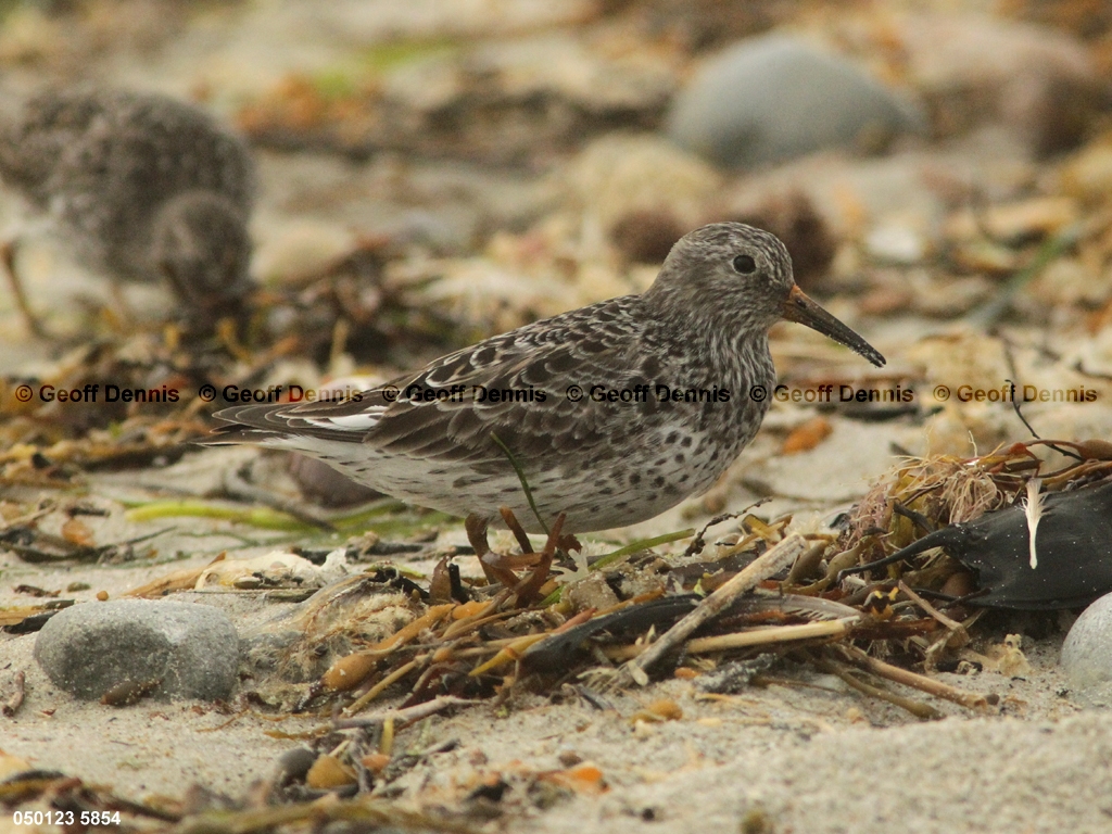 PUSA-AQ_Purple-Sandpiper