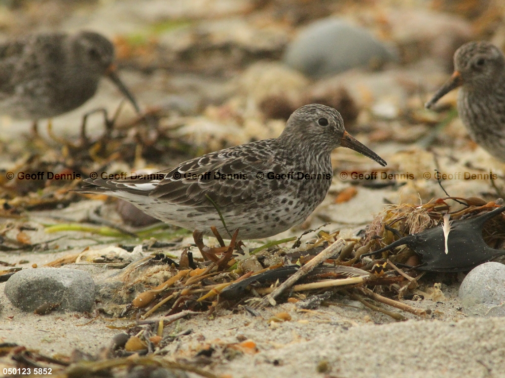 PUSA-AR_Purple-Sandpiper