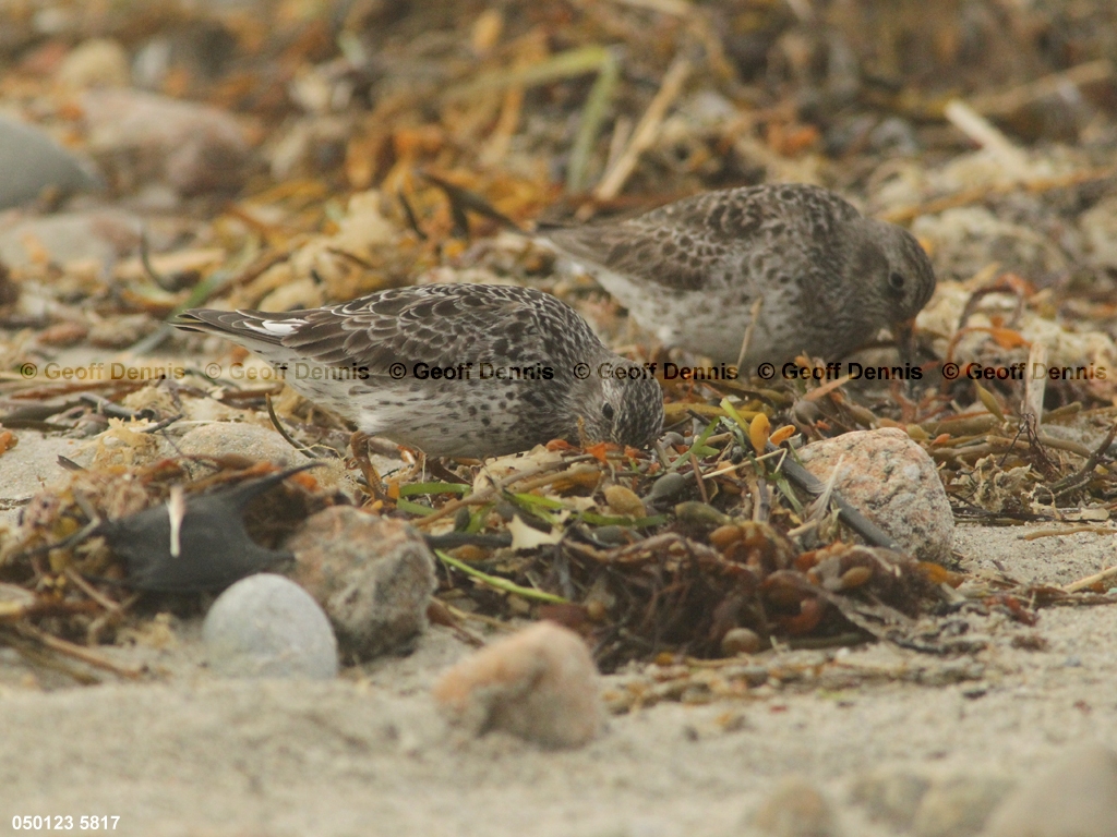 PUSA-AS_Purple-Sandpiper