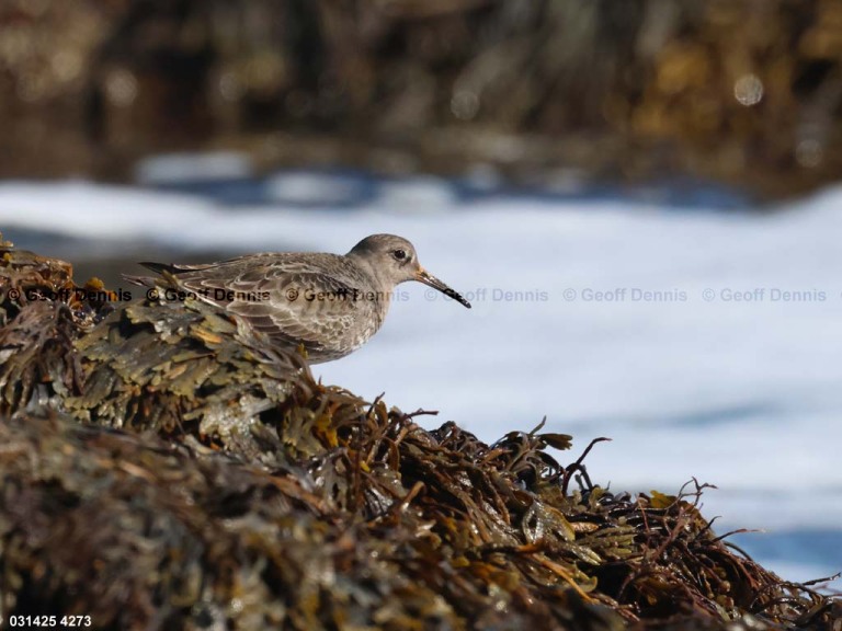 PUSA-AT_Purple-Sandpiper