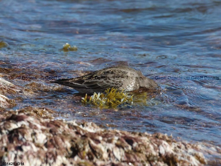 PUSA-AU_Purple-Sandpiper