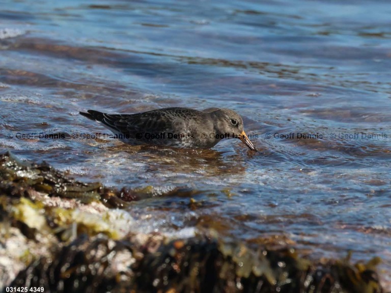 PUSA-AV_Purple-Sandpiper
