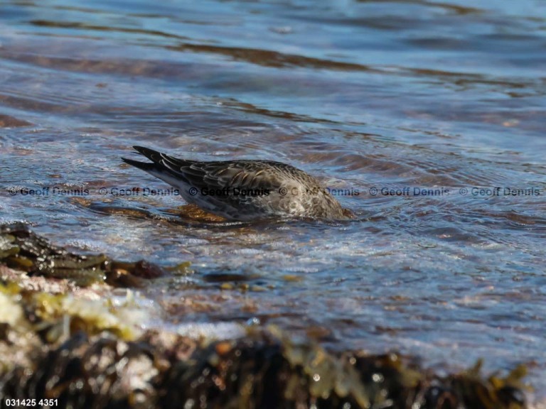 PUSA-AW_Purple-Sandpiper