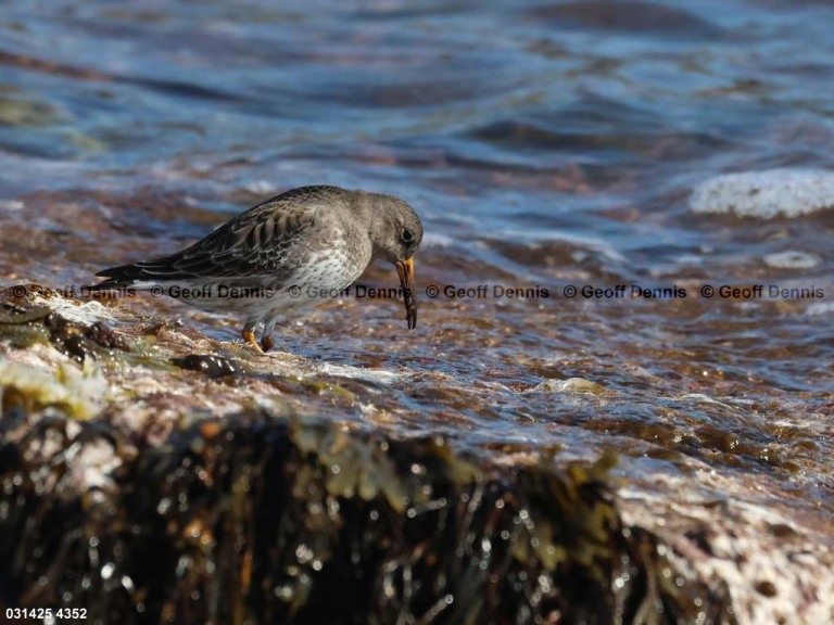 PUSA-AX_Purple-Sandpiper