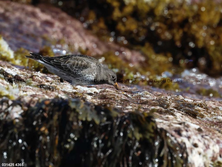 PUSA-AY_Purple-Sandpiper