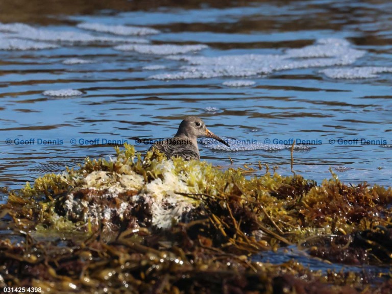 PUSA-AZ_Purple-Sandpiper